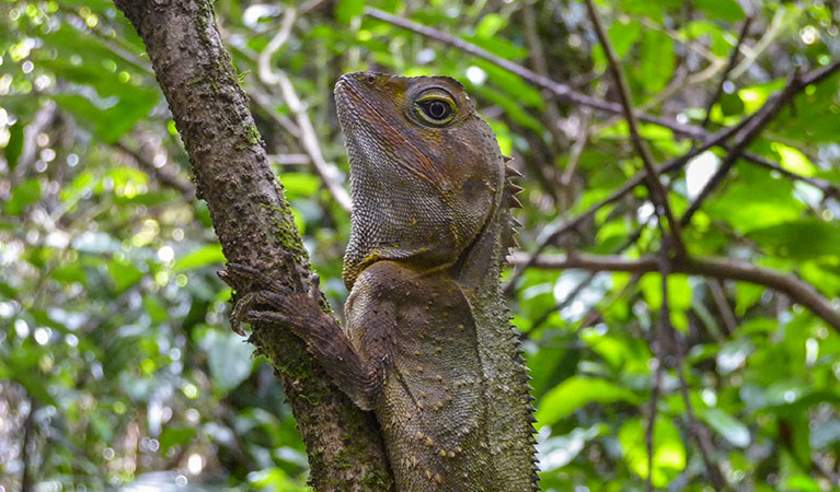 Southern angle-headed dragon (Hypsilurus spinipes), Boorganna Nature Reserve. Photo: Barbara Webster