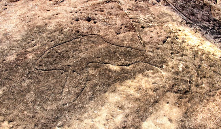 Aboriginal rock carving, Girrakool Loop track, Brisbane Water National Park. Photo: John Yurasek