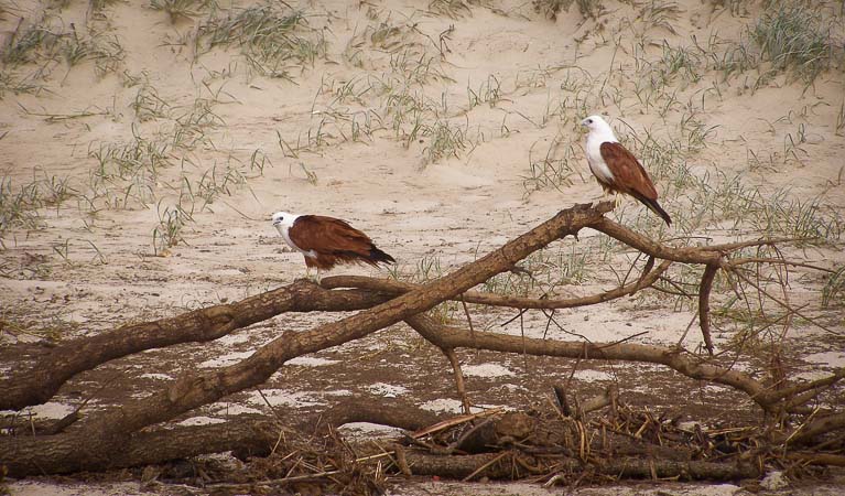 A pair of Brahminy Kites (Haliastur indus), Broadwater National Park. Photo: D Largin
