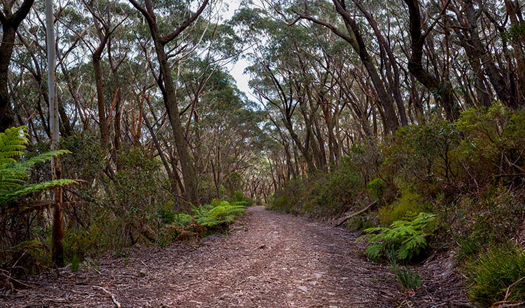Mount Budawang trail, Budawang National Park. Photo: Lucas Boyd