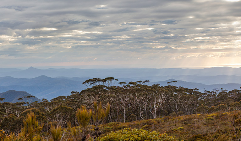 View from Mount Budawang, Budawang National Park. Photo: Lucas Boyd