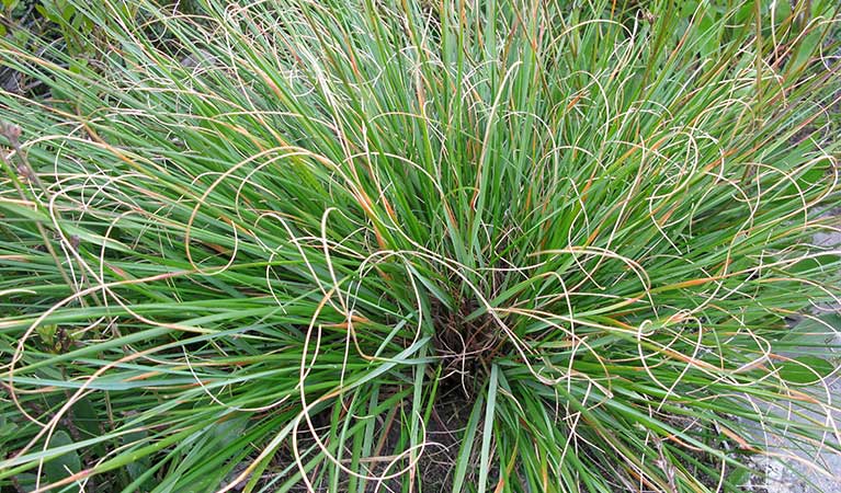 A critically endangered Budawangs wallaby grass plant. Photo: Keith McDougall © DPE