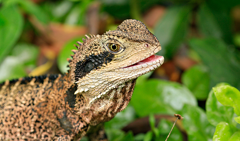 Eastern water dragon (Physignathus lesueurii), Budderoo National Park. Photo: Rosie Nicolai