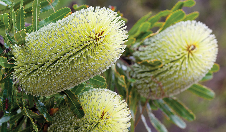 Silver banksia (Banksia marginata), Bundjalung National Park. Photo: Rob Cleary/Seen Australia