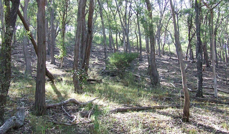 Burning Mountain Nature Reserve. Photo: OEH