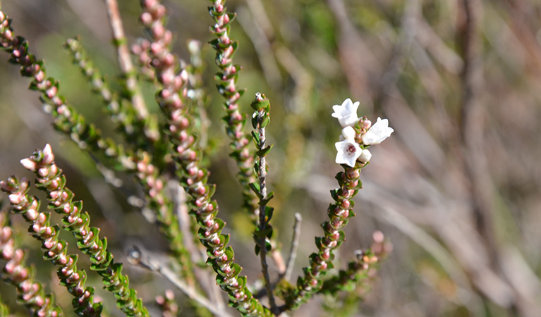 Flowers in bloom in Cambewarra Range Nature Reserve. Photo: J Devereaux