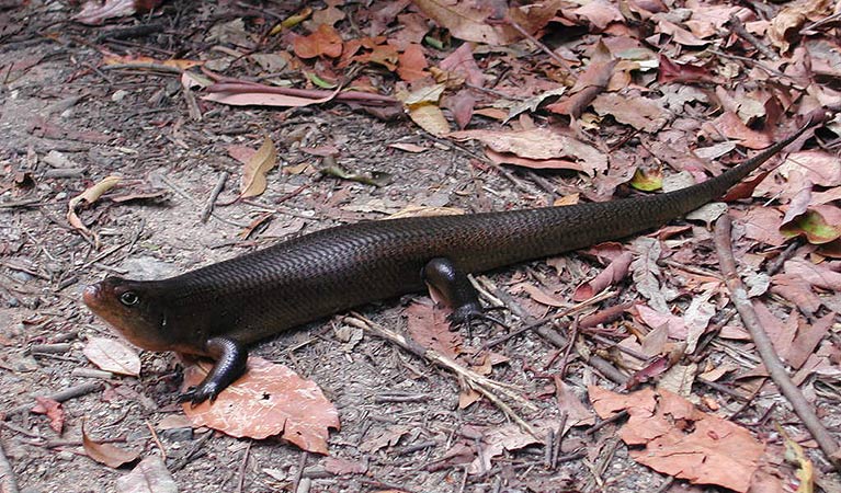 Land Mullet (Bellatorias major), Cascade National Park. Photo: A Harber