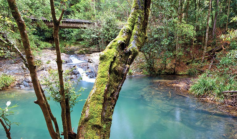 Mobong walking track, Cascade National Park. Photo: Rob Cleary/Seen Australia