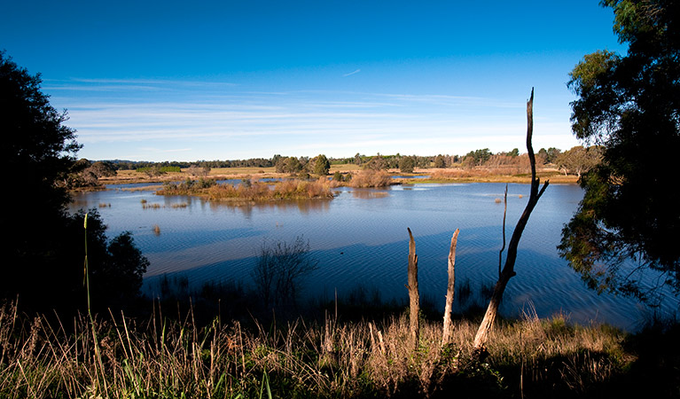 Looking over Wingecarribee River, Cecil Hoskins Nature Reserve. Photo: Nick Cubbin