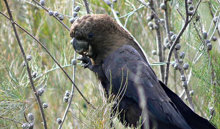 Glossy black cockatoo (Calyptorhynchus lathami), Clyde River National Park. Photo: Michael Murphy