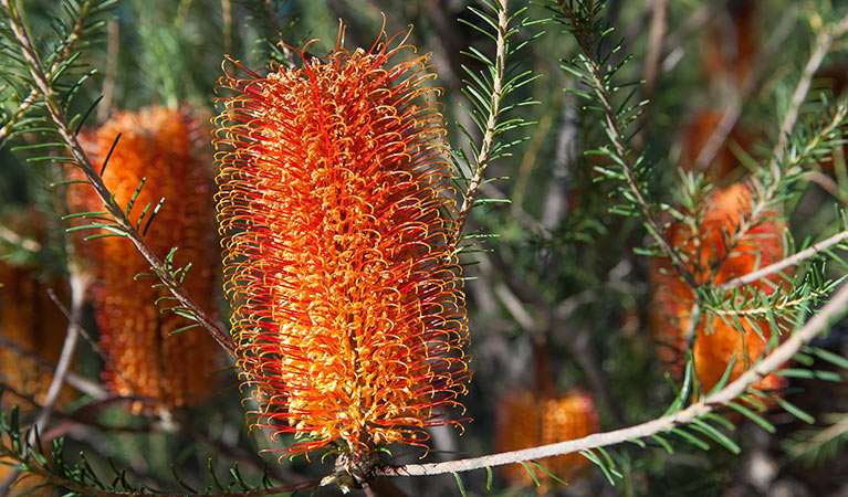 Banksia (Banksia ericifolia) Conjola National Park. Photo: Michael Van Ewijk