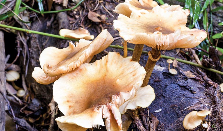 Fungi, Coramba Nature Reserve. Photo: Rob Cleary/Seen Australia