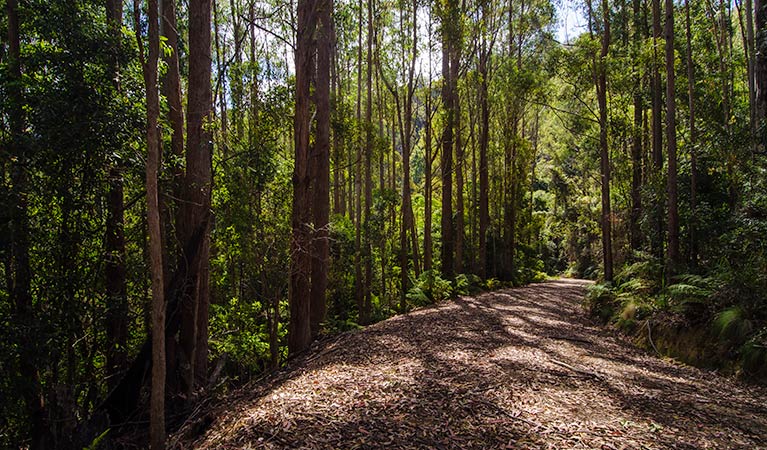 Myrtle Scrub Scenic Drive, Cottan-Bimbang National Park. Photo: John Spencer