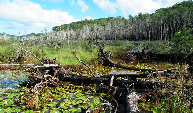 Clothiers Creek, Cudgen Nature Reserve. Photo: OEH