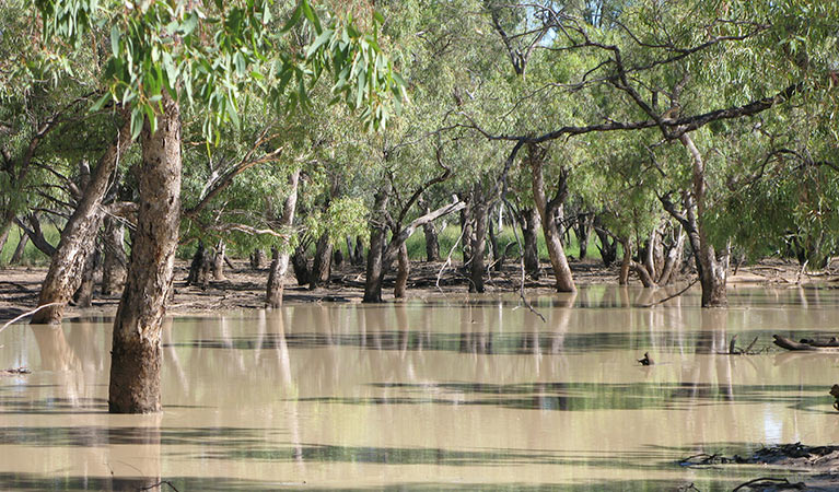 Nebine Creek, Culgoa National Park. Photo: OEH