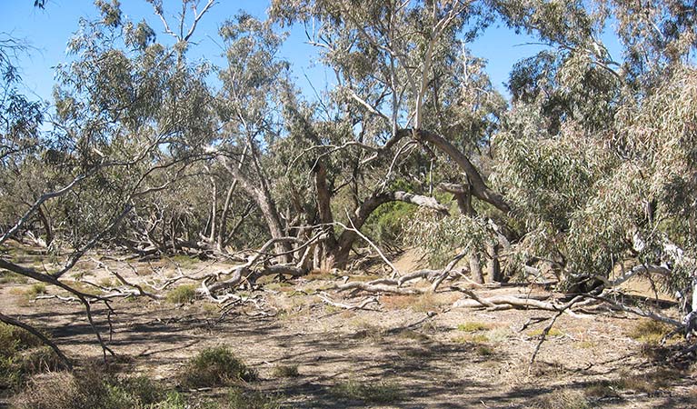 Culgoa River walk, Culgoa National Park. Photo: Dinitee Haskard