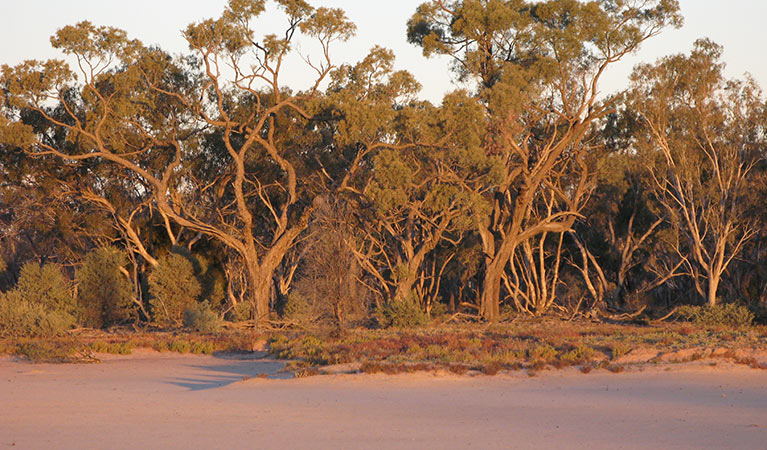 Culgoa National Park. Photo: OEH