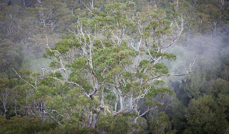 Views from Beech lookout, Cunnawarra National Park. Photo: Rob Cleary