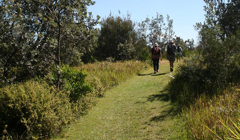 Bingi Dreaming track, Eurobodalla National Park. Photo: Christina Bullivant