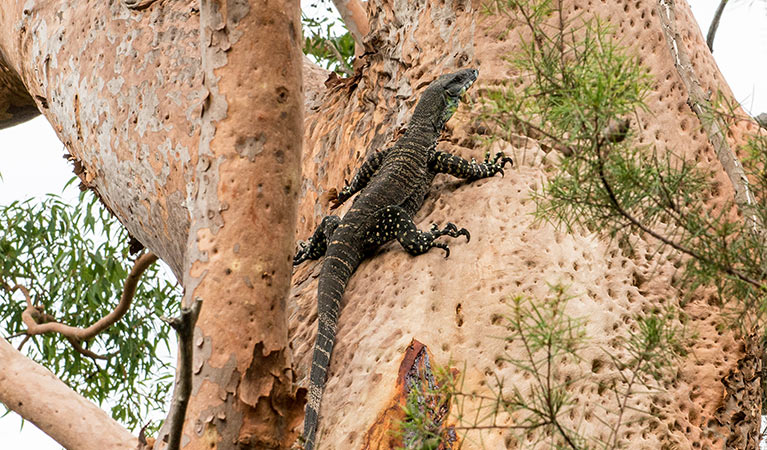 Lace monitor (Varanus varius), Garawarra State Conservation Area. Photo: John Spencer