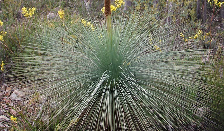 Grass trees (Xanthorrhea), Goobang National Park. Amanda Lavender