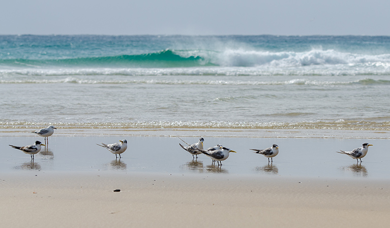 Shore birds on the sand, Goolawah National Park. Photo: John Spencer