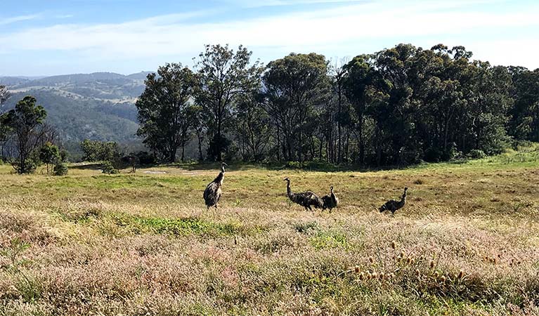 Birds in the Tugalong area, Guula Ngurra National Park. Photo: Jennie Wiles © Jennie Wiles