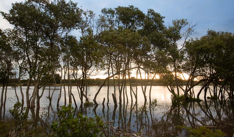 Sunset over Hunter Wetlands National Park. Photo: Susan Davis