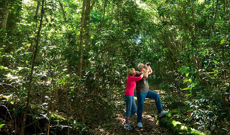 Iluka Rainforest walk, Iluka Nature Reserve. Photo: Clarence River Tourism