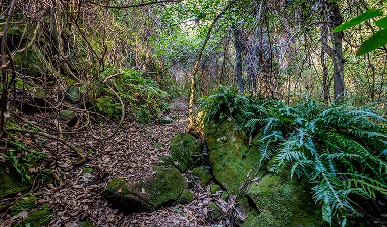 Bushwalking track, Jilliby State Conservation Area. Photo: John Spencer