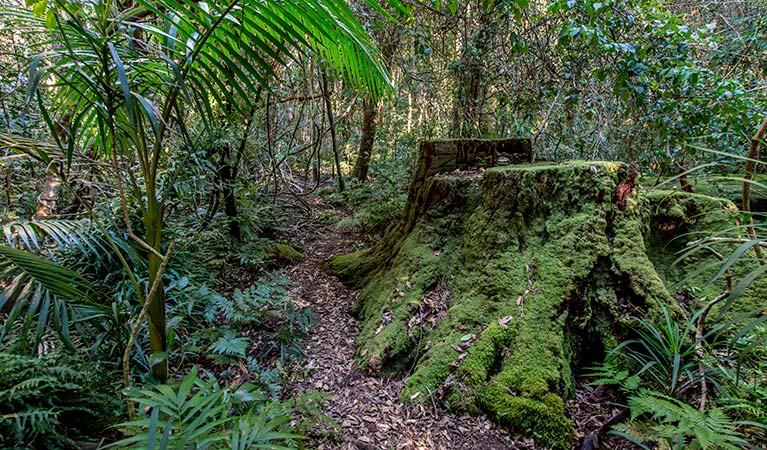 Bushwalking track, Jillaby State Conservation Area. Photo: John Spencer