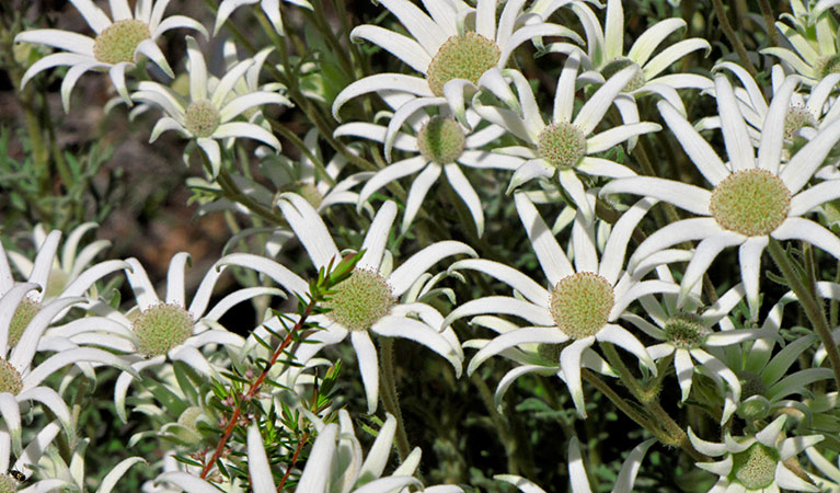 Flannel flowers (Actinotus helianthi), Kattang Nature Reserve. Photo: G Mowat