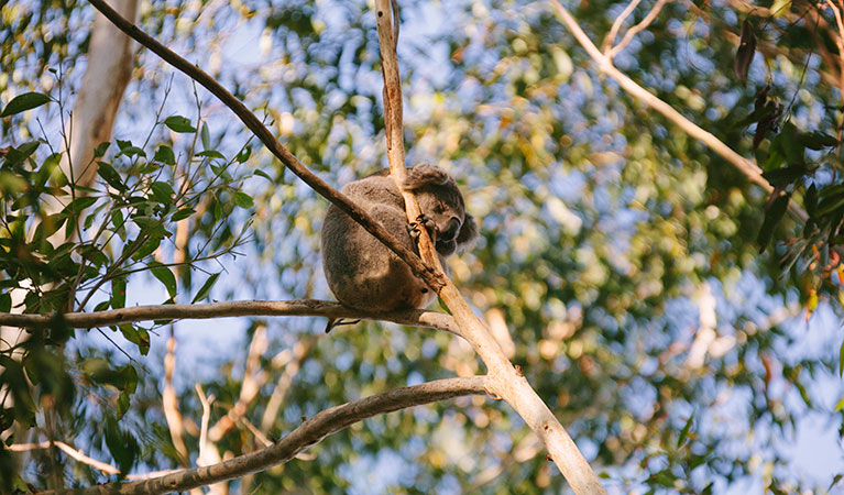 Macquarie Nature Reserve. Photo: David Finnegan