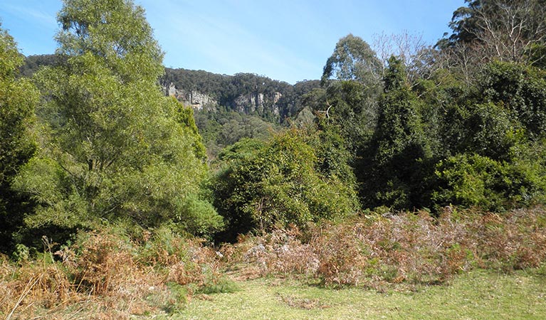 Native vegetation, Macquarie Pass National Park. Photo: T Moody