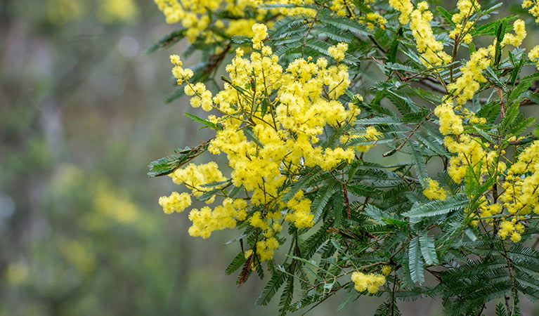 Golden wattle (Acacia pycnantha), Mann River Nature Reserve. Photo: John Spencer