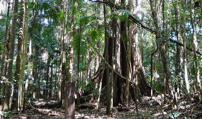 Byrrill Creek walking track, Mebbin National Park. Photo: D Hofmeyer