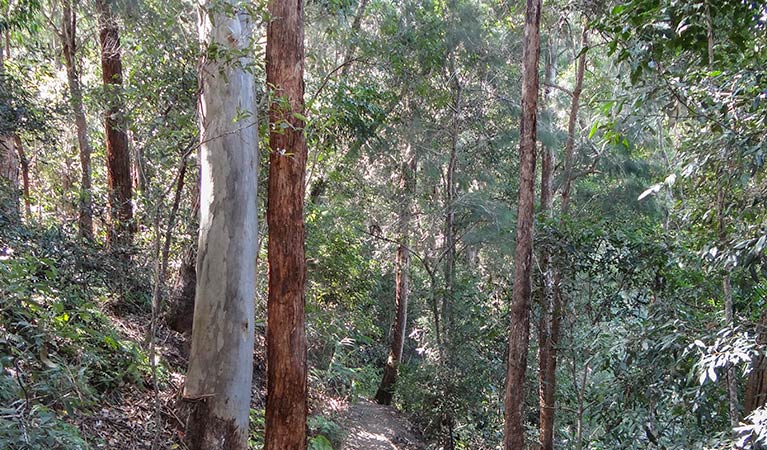 Byrrill Creek walking track, Mebbin National Park. Photo: D Hofmeyer