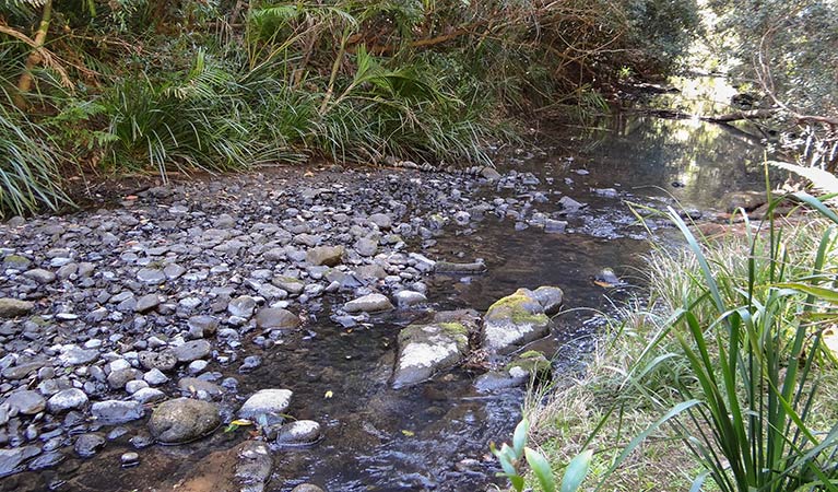 Byrrill Creek walking track, Mebbin National Park. Photo: D Hofmeyer