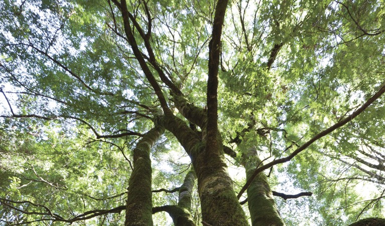 Sunlight through the tree canopy in Monga National Park. Photo Lucas Boyd © DPIE