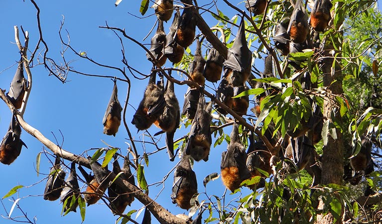 Grey headed flying fox (Pteropus poliocephalus), Moore Park Nature Reserve. Photo: OEH