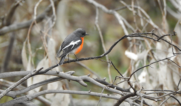 A flame robin on a tree branch in Mount Canobolas State Conservation Area. Photo credit: Rosemary Stapleton/DPIE © Rosemary Stapleton