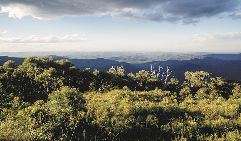 Vista Point picnic area, Mount Hyland Nature Reserve. Photo: Tony Karacsonyi