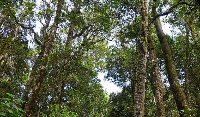 Trees and native vegetation, Mount Hyland Nature Reserve. Photo: H Clark