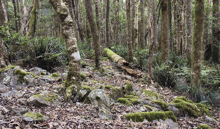 Summit walking track, Mount Hyland Nature Reserve. Photo: Shane Ruming