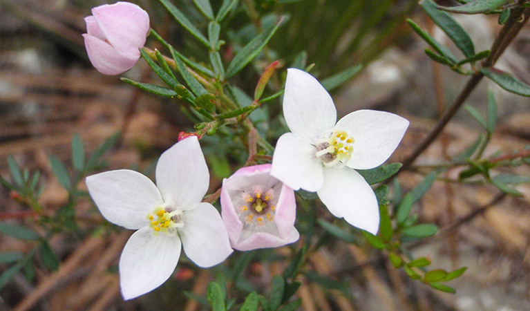 Wildflowers in bloom, Mount Imlay National Park. Photo: David Costello