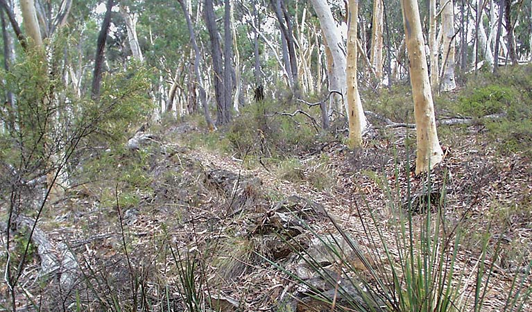 Historic Water Race walking track, Mullion Range State Conservation Area. Photo: OEH