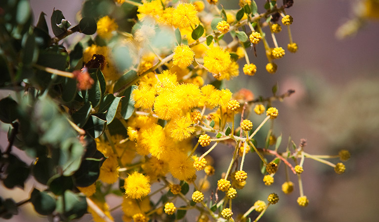 Wattle (Acacia pycnantha), Munghorn Gap Nature Reserve. Photo: Nick Cubbin