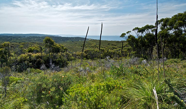 Moonee Beach trail, Munmorah State Conservation Reserve. Photo: John Spencer