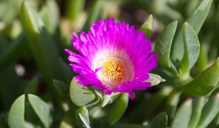 Wildflower, Murramarang Aboriginal Area. Photo: Lucas Boyd