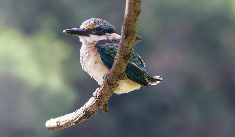 Sacred kingshishet perched on a branch. Photo: David Croft/DPIE
